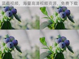 蓝莓视频，海量高清视频资源，免费下载