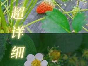 畅享草莓视频，下载安装旧版本，精彩内容不容错过