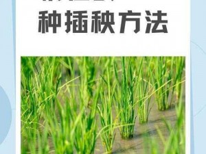 夫妻插秧 38 种方法图片大全及使用说明