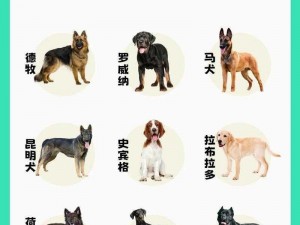 张警犬 9 分 10 秒头撞玻璃视频观看：真实训练场景，揭秘警犬的坚韧与毅力