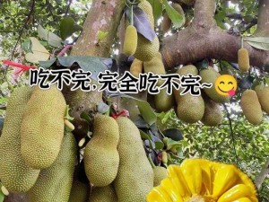 菠萝菠萝蜜免费播放视频，精彩内容看不停