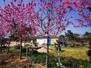 红粉佳人樱花：花型圆润，颜色柔美，宛如佳人