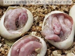 大肚子生蛇蛋憋着生不出来十世：岛国动作片既视感