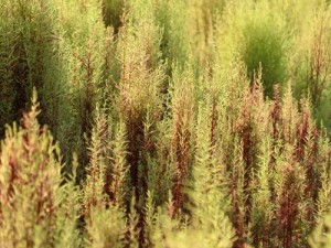 珊瑚岛夏季避种指南：揭秘不宜种植的植物名单