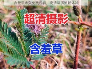 含羞草永久免费观看，高清画质流畅体验