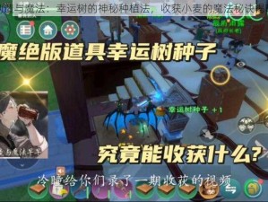 创造与魔法：幸运树的神秘种植法，收获小麦的魔法秘诀揭晓