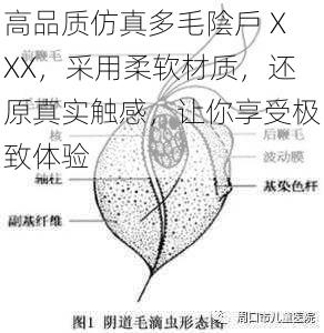 高品质仿真多毛陰戶 XXX，采用柔软材质，还原真实触感，让你享受极致体验