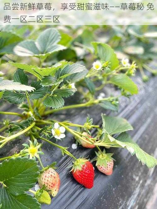 品尝新鲜草莓，享受甜蜜滋味——草莓秘 免费一区二区三区