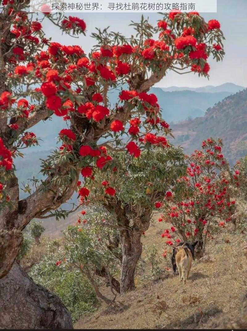 探索神秘世界：寻找杜鹃花树的攻略指南