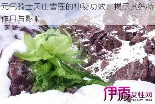 元气骑士天山雪莲的神秘功效：揭示其独特作用与影响