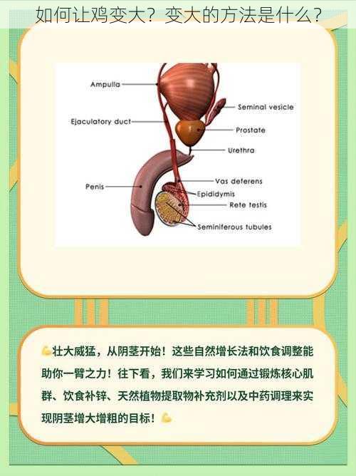 如何让鸡变大？变大的方法是什么？