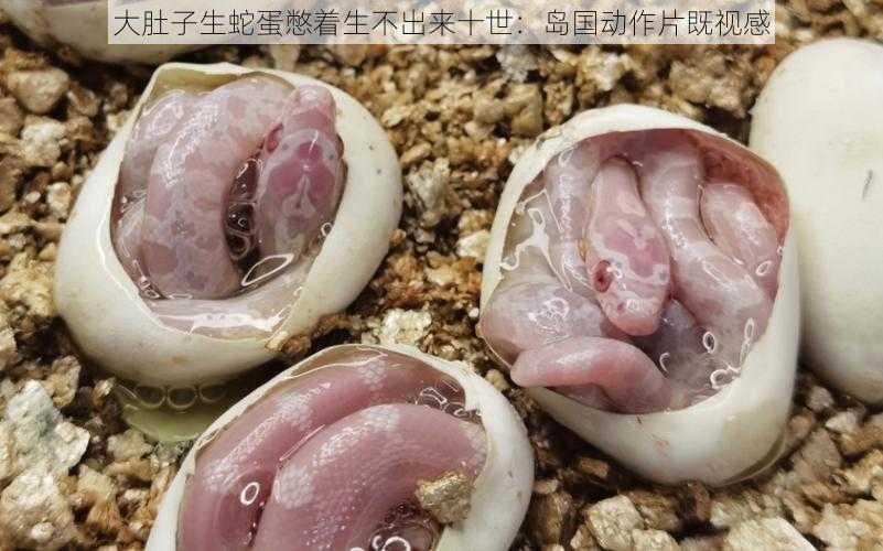 大肚子生蛇蛋憋着生不出来十世：岛国动作片既视感