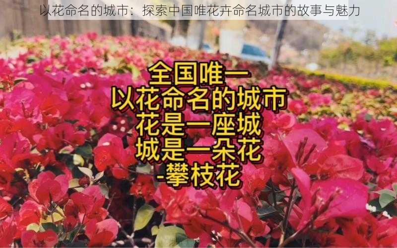 以花命名的城市：探索中国唯花卉命名城市的故事与魅力