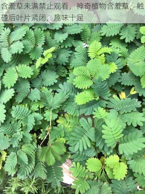 含羞草未满禁止观看，神奇植物含羞草，触碰后叶片紧闭，趣味十足