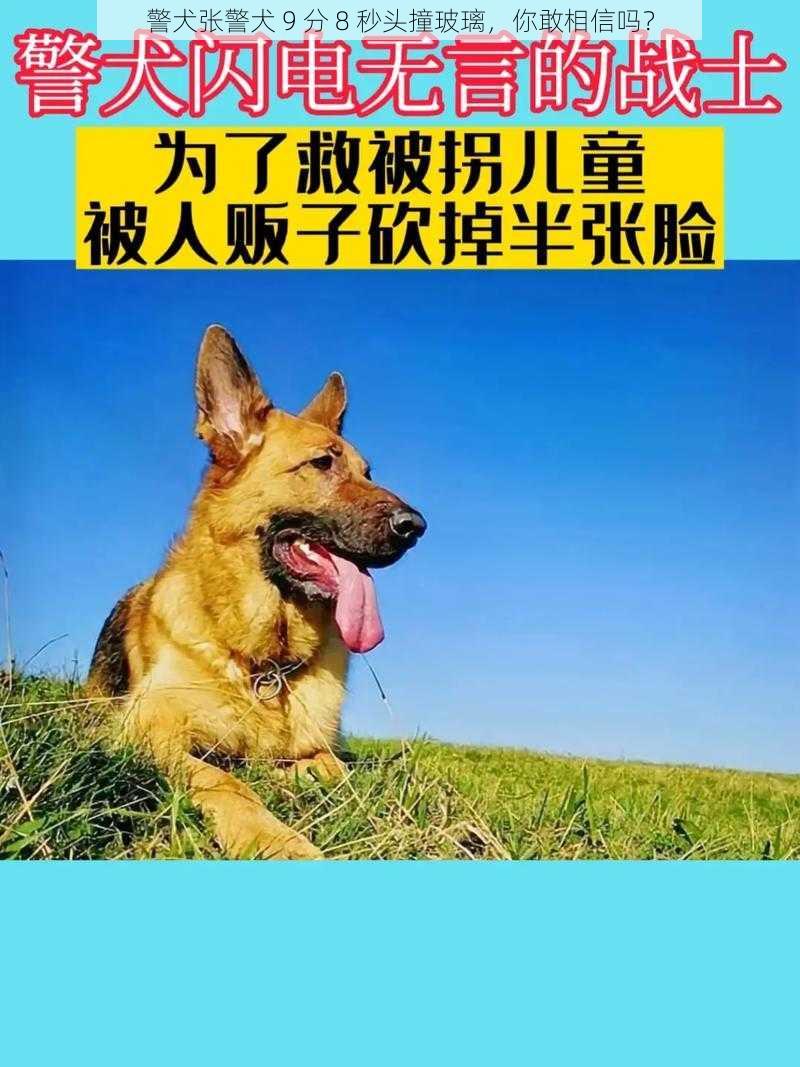 警犬张警犬 9 分 8 秒头撞玻璃，你敢相信吗？