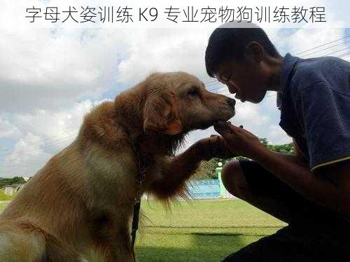 字母犬姿训练 K9 专业宠物狗训练教程