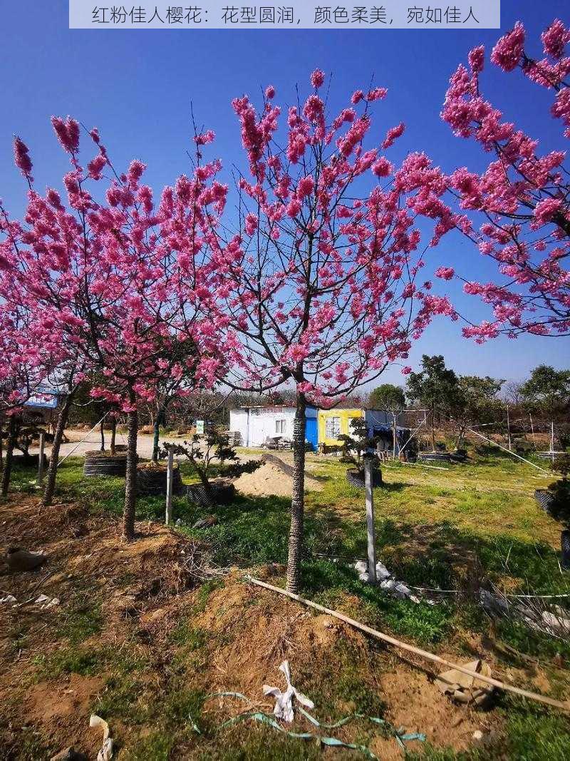 红粉佳人樱花：花型圆润，颜色柔美，宛如佳人