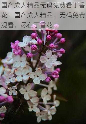 国产成人精品无码免费看丁香花：国产成人精品，无码免费观看，尽在丁香花